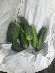 To be terrified of no deal Brexit