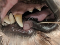 Pink sore on lips?