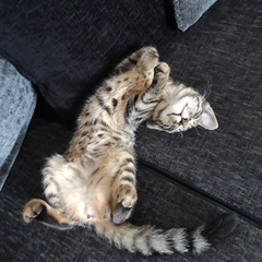 I want to show off my cats!