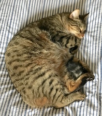 Miaow!