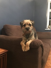 It's International Dog Day! Show us your lovely dogs.