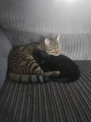 I want to show off my cats!