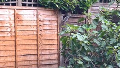 to think the bloody squirrels didn't have to strip ALL the nuts off my tree? Bastards.