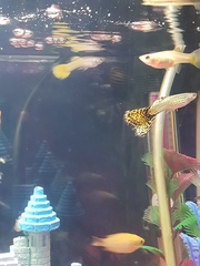 Guppy acting wierd