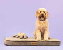Want to test a Sleepeezee personalised dog bed? Sign up here! - NOW CLOSED