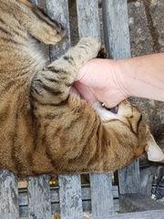 Next door's -thug- cat