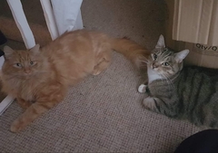One or two kittens