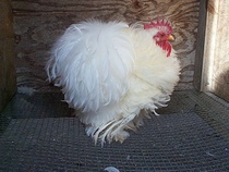 Swagger Inn 162 - The summer's a bit of a wash-out at the moment but thoughts turn to holidays -