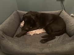 Find out what Mumsnet testers thought of Sleepeezee personalised dog beds