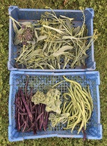 Allotment/Veg Patch Thread 14 ! growing into summer