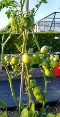 Allotment/Veg Patch Thread 14 ! growing into summer