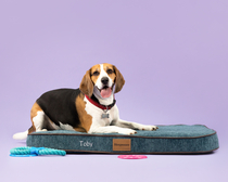 Want to test a Sleepeezee personalised dog bed? Sign up here! - NOW CLOSED