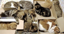 AIBU - my wife tore up my cardboard box and I'm mad as hell