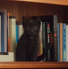 Urgent kitten taming question