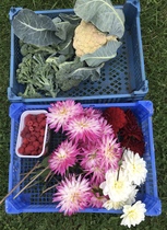 Allotment/Veg Patch Thread 14 ! growing into summer