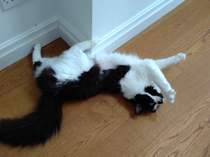 Getting a cat- the basics please!