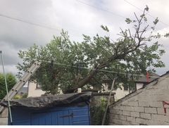 Tree?