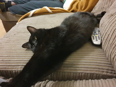 Happy Black Cat appreciation day.