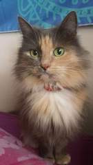 I want to show off my cats!