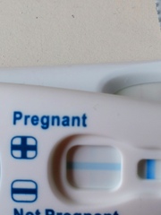 TTC after pregnancy loss thread 31 - baby penguins are coming!