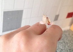 To ask what is the worst pet you have ever had?
