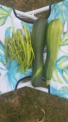 Allotment/Veg Patch Thread 14 ! growing into summer