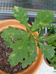 Rose bug ID help please