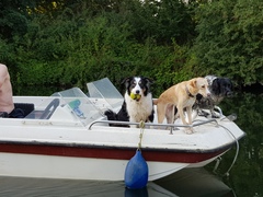 Next door's -thug- cat