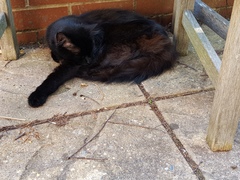 Next door's -thug- cat