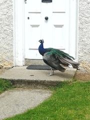 Dublin with young teens