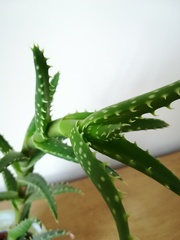 How to stop this houseplant (succulent?) growing upwards?