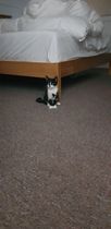 To ask you for help to name our kitten (pics included)
