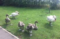 Swagger Inn 162 - The summer's a bit of a wash-out at the moment but thoughts turn to holidays -