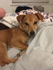 Opinions on terriers or other people focused small breeds?