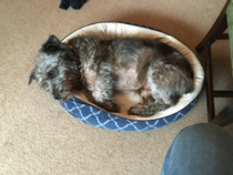 It's International Dog Day! Show us your lovely dogs.