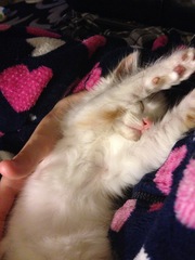 Miaow!