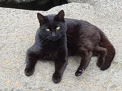 Next door's -thug- cat