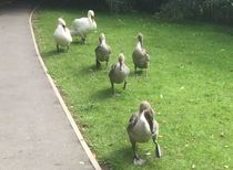 Swagger Inn 162 - The summer's a bit of a wash-out at the moment but thoughts turn to holidays -