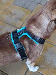 Best non pull harness