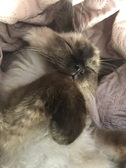 Where does your kitten sleep at night?