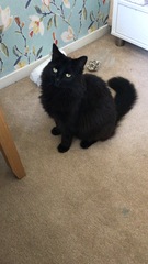 We're getting a cat.