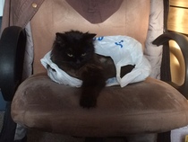 Happy Black Cat appreciation day.