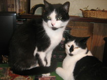 We're getting a cat.