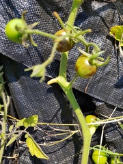 Allotment/Veg Patch Thread 14 ! growing into summer