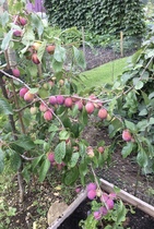 Allotment/Veg Patch Thread 14 ! growing into summer