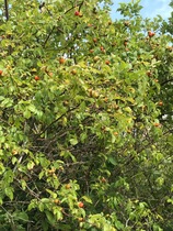 Any Witches Here? Part 9.