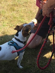 It's International Dog Day! Show us your lovely dogs.