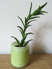 How to stop this houseplant (succulent?) growing upwards?