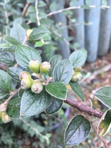 Plant ID
