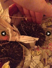 Hedgehog finally took notice